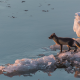 animals, arctic fox, ice, winter, snow, nature wallpaper