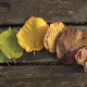 autumn, leaf, leaves, wood, wooden surface wallpaper