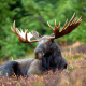 Alaska moose, animals, elk, nature, male moose, moose wallpaper