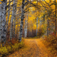aspen, tree, leaves, path, forest, dirt road, autumn, fall, forest, nature wallpaper