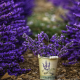 lavender, flowers, photography, nature wallpaper