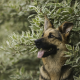 dog, german shepherd, animals, bushes wallpaper