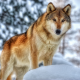 animals, wolf, snow, winter wallpaper
