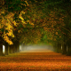nature, tree, mist, leaves, path, fall, tunnel wallpaper