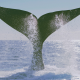 whale, tale, splash, water sea, ocean wallpaper