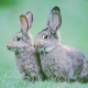 rabbit, animals, nature, hare, grass wallpaper