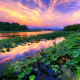 sunset, river, pond, reflections, water, nature, china wallpaper