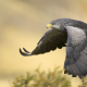 bird of prey, falcon, animals, bird, flying wallpaper