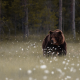 bear, animals, forest, mammals, tree, grass wallpaper