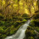 river, forest, moss, nature, stream wallpaper