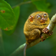 tarsier, monkeys, animals, branch wallpaper