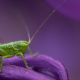 grasshopper, insect, animals, macro wallpaper