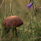 macro, mushroom, grass, nature wallpaper