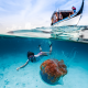 underwater, diving, ocean, boat, jellyfish, snorkeling wallpaper
