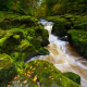 moss, stream, river, nature, river wharfe, strid wood, bolton abbey, wharfedale, yorkshire dales wallpaper