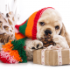 american cocker spaniel, dog, christmas, new year, hat, cone wallpaper