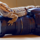 Canon EOS 20D, animals, reptiles, lizards, skin, cameras, lenses, Canon, closeups, photography wallpaper