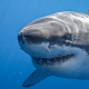great white shark, shark, underwater, animals,  wallpaper