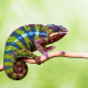 chameleon, animals, branch wallpaper