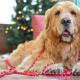 golden retriever, dog, animals, beads, christmas wallpaper