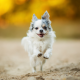 chihuahua, dog, running, snimals wallpaper