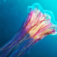 jellyfish, underwater, animals, lions mane jellyfish, giant jellyfish, hair jelly, cyanea capillata wallpaper