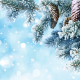 new year, christmas, snow, tree, needle wallpaper