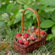 berry, strawberry, basket, grass wallpaper