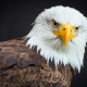 bald eagle, bird, animals, predator wallpaper