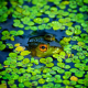 frog, amphibian, animals, pond, duckweed wallpaper