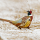pheasant, bird, teale, frost, winter, snow wallpaper