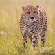 cheetah, wild cat, animals wallpaper