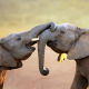 animals, elephants, elephant communication wallpaper