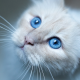 cat, animals, kitty, blue eyes wallpaper
