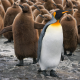 king penguin, chick, penguin, bird, animals wallpaper