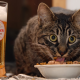 cat, animals, food, beer wallpaper
