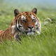 tiger, nature, grass, animals wallpaper