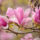 magnolia, flowers, nature, pink flowers wallpaper