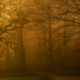 landscape, nature, fall, park, trees, mist, benches, morning, path, grass wallpaper