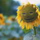 sunflower, nature, leaves, closeup, plants, smiley, seeds wallpaper