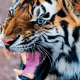 tiger, teeth, animals wallpaper