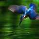 hummingbird, water, blue hummingbird, macro, birds, animals wallpaper