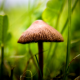 mushroom, macro, sunlight, blurred, grass, plants, nature wallpaper