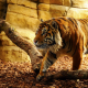 tiger, sunlight, animals, wild animals wallpaper