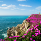 cantabria, spain, flowers, bay of biscay, sea, cliff, rock wallpaper