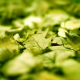 leaves, macro, green, sunlight, blurred, photography wallpaper