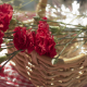 basket, flowers, carnation, red petals, nature wallpaper