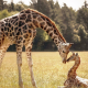 cute giraffes, giraffe, baby giraffe, grass, animals wallpaper