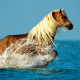 horse, running, beach, water splash, sea, animals wallpaper