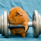 guinea pig, working out, workout, sport, animals, funny wallpaper